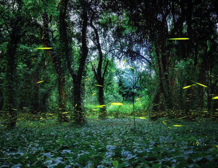 萤火之森-华南植物园