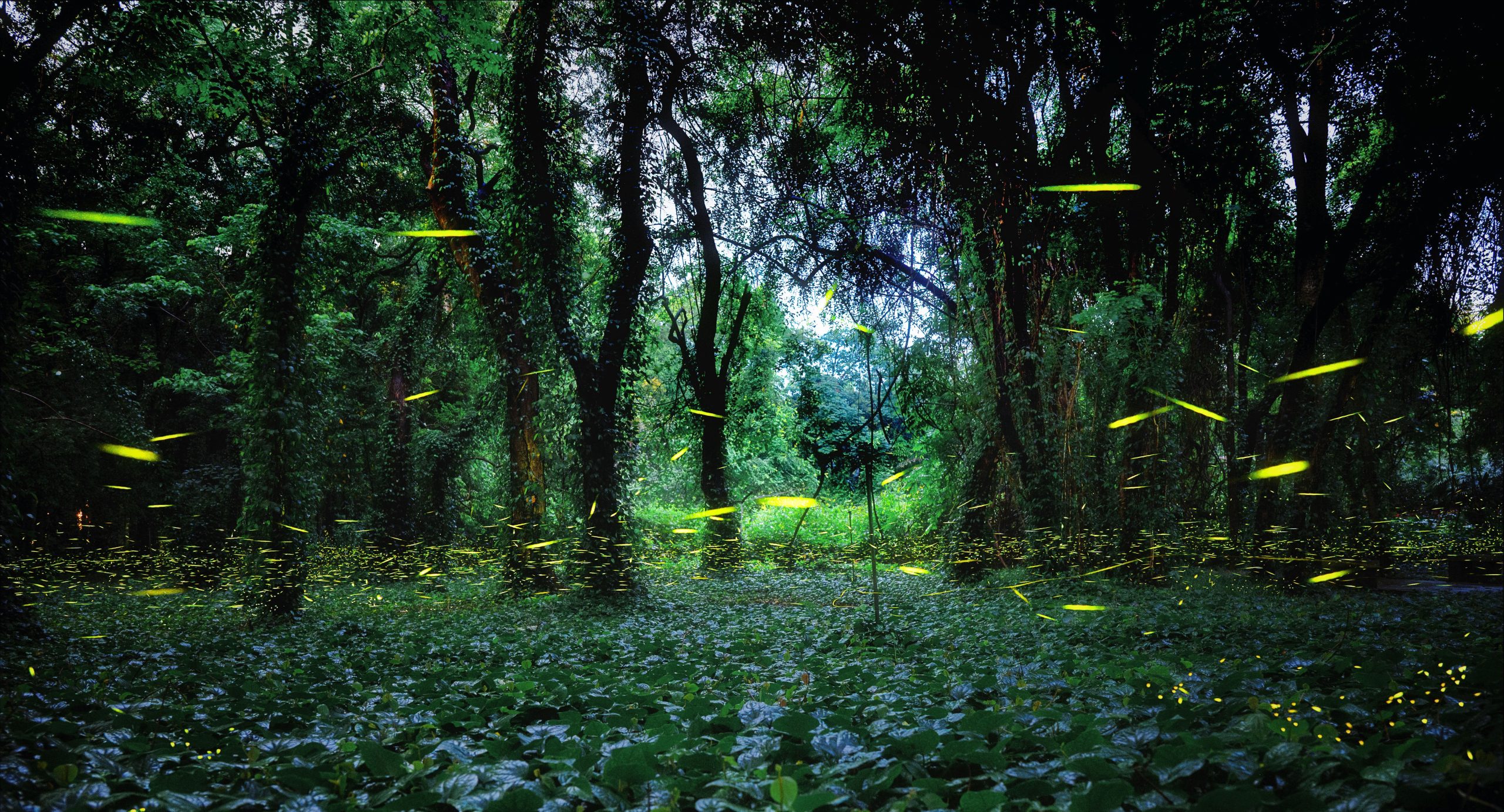 萤火之森-华南植物园